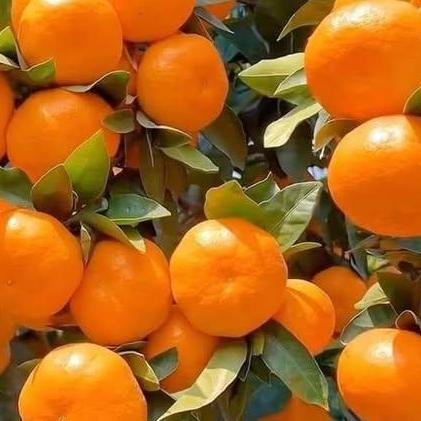 Meyers Azeezojus